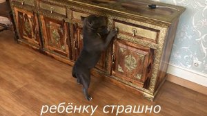 Американский булли покет щенок 03 22