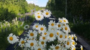 Наталия Демянчук - "Ромашки для Наташки" (авторская песня)