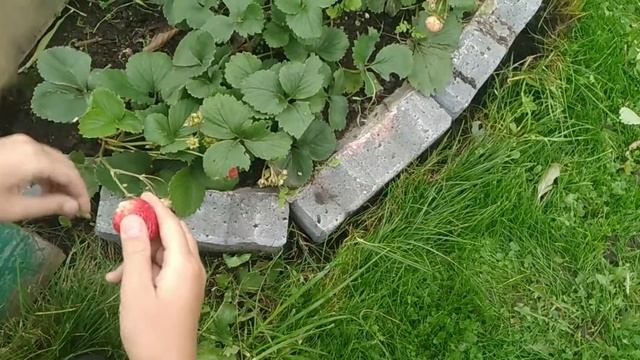 Клубника ремонтантная подкормка осенью во время плодоношения