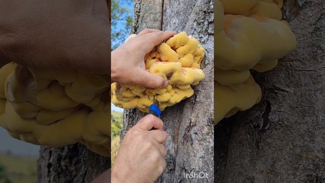 гриб КУРИНОЕ МЯСО, трутовик серно - желтый, рецепт тушеного