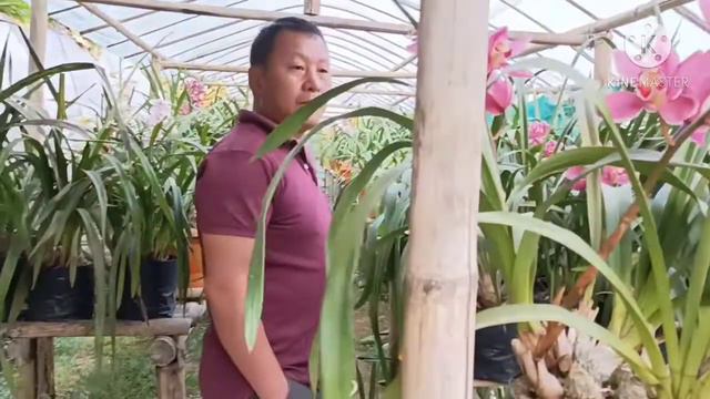 wonderful cymbidium orchid collection of Suman Rai uncle / nursary visit / смотреть онлайн