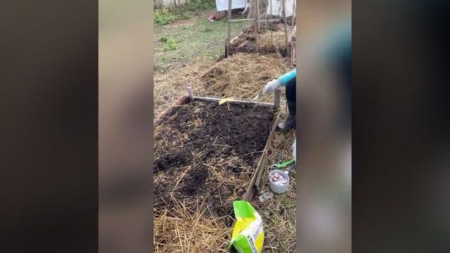 Посадить чеснок под зиму, чтоб вырос здоровый, готовлю смесь и добавляю под каждый зубчик. Бульбочк смотреть онлайн