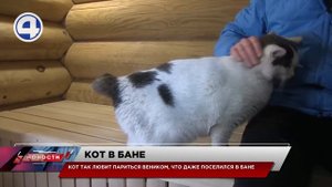 Кот парится веником в бане / Свердловская область
