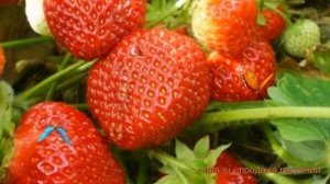 Земляника садовая Холидей (fragaria ananassa holiday) ? обзор: как сажать, саженцы земляники Холиде
