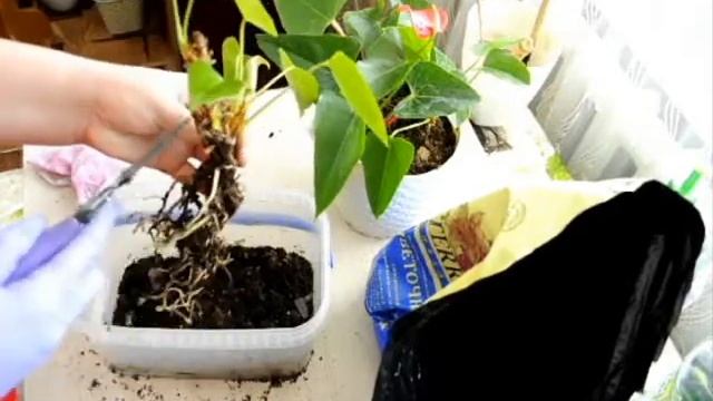 Будни цветовода: Пересадка Антуриума! смотреть онлайн