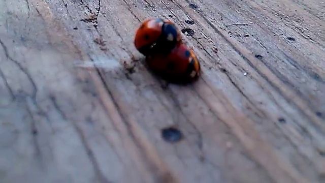 Спаривание божьих коровок смотреть онлайн