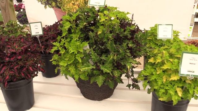 Spring Trials 2018: Kientzler смотреть онлайн