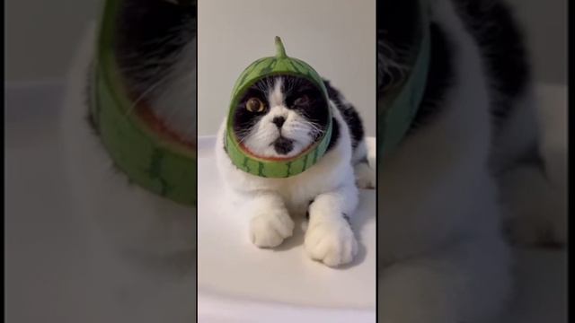 memes animals funnyanimals мемы животные  Funny animals  Смешные животные