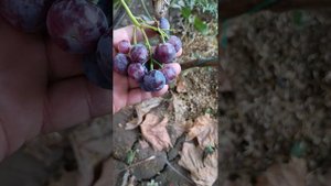 виноград спокуса