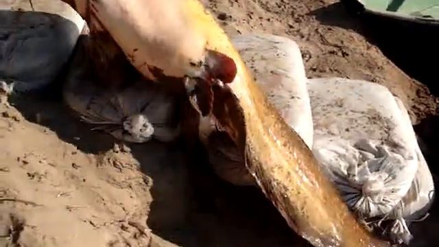 Ловля сома на Ахтубе в июле 2008 (часть 5) смотреть онлайн