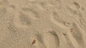 ЧТО ПОСМОТРЕТЬ НА ПЕНАНГЕ? | НАЦИОНАЛЬНЫЙ ПАРК ПЕНАНГ |  ВИЗА РАН ИЗ ТАИЛАНДА В МАЛАЙЗИЮ