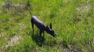 Ксолоицкуинтли стандарт.