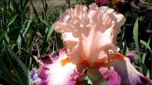 Кам Эвей Виз Ми  высокий ирис