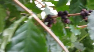 Кофе Арабика/coffea arabica/Кофейное дерево
