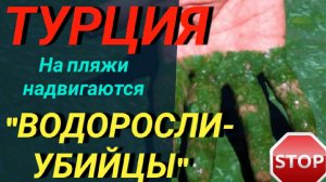 ТУРЦИЯ 2022: НАДВИГАЮТСЯ _ВОДОРОСЛИ-УБИЙЦЫ_ НА ПЛЯЖИ❗ТУРЦИЯ ПОСЛЕДНИЕ НОВОСТИ СЕГОДНЯ. АНТАЛИЯ 2022