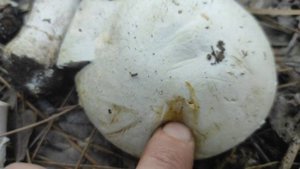 Шампиньон Перелесковый (Agaricus silvicola), съедобный гриб!