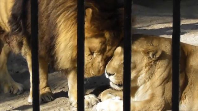 Осенние медитации смотреть онлайн