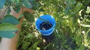 Как правильно собирать черноплодку