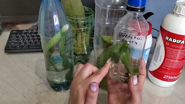 По каким причинам орхидеи начинают сильно БОЛЕТЬ? От чего болеют орхидеи?