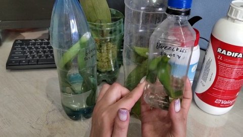 По каким причинам орхидеи начинают сильно БОЛЕТЬ? От чего болеют орхидеи?