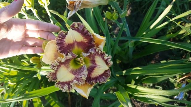 Лилейник Happy Happy_ Daylily (Hemerocallis 'Happy Happy')