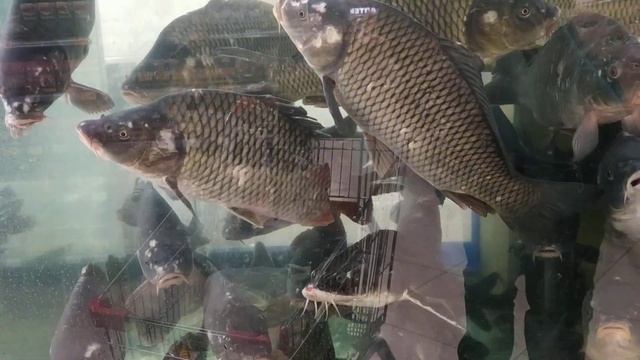 ТЦ «Orange Plaza». Eko Market. ЖИВАЯ РЫБА (Fish. Varash. Ukraine) смотреть онлайн