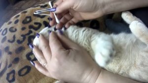 Чистим уши коту. Зачем котам чистить уши