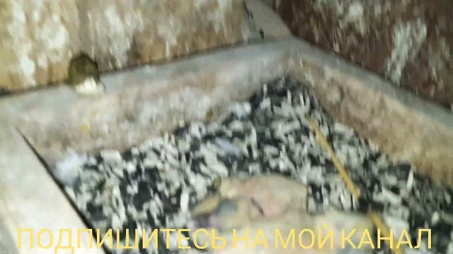 Николаевские голуби. Почему периодически рождаются нежизнеспособные птенцы? Небольшой обзор смотреть онлайн