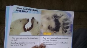 Ms. Susan Storytime: Polar Bears & Penguins