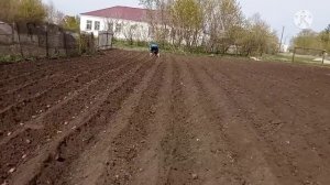 Посадка картофеля под двойной окучник. Как мы садим картофель мотоблоком.