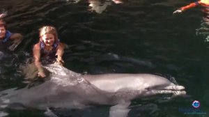 Канкун. Дельфинарий.Купание с дельфинами. 2020г.