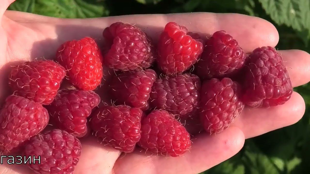 МОЛИНГ ЖУНО очень ранний сорт летней малины смотреть онлайн
