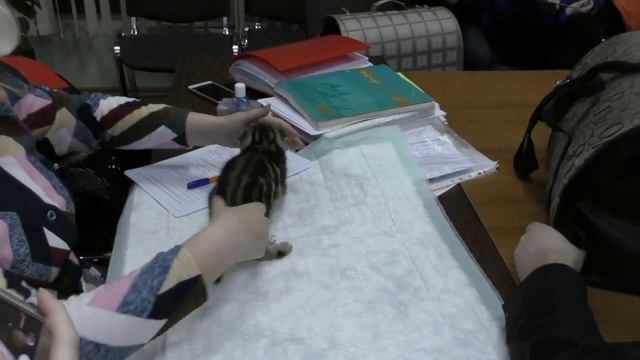 Какой должна быть фелинология в России.