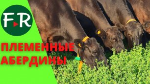 Абердин-Ангус, племенные коровы и тёлки в плмехозяйстве Пионер. Блэк ангус на пастбище.