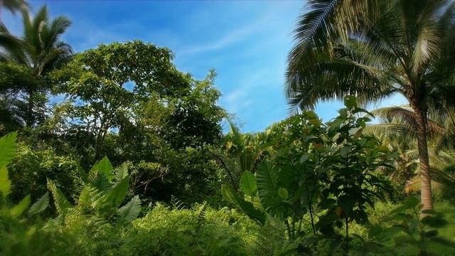 Релакс под пение птиц в тропическом лесу. смотреть онлайн