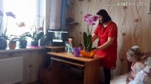 ВАМ ПОДАРИЛИ ОРХИДЕЮ? ЧТО ДЕЛАТЬ С ОРХИДЕЙ? УХОД ЗА ОРХИДЕЯМИ! ???