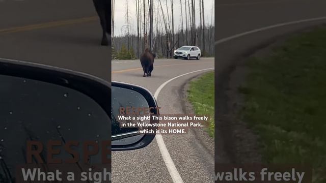 Bison spotted at the Yellowstone National Park. S1