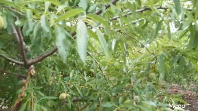 Сорт миндаля моей селекции .(ч.2) смотреть онлайн