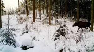 Проверяем фотоловушки В ЛЕСУ ПОСЛЕ СНЕГОПАДА