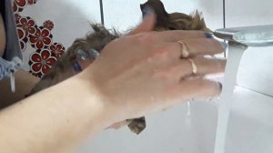 Купание шпица #померанский шпиц Темошка