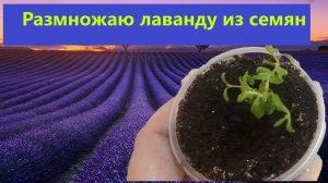 Размножение лаванды из семян. Черенкую и перечеренковываю все в дело.