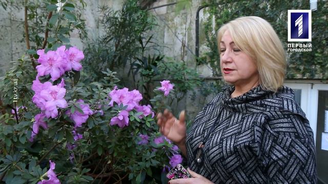 Зелёная стратегия: Зимняя весна там, где азалии цветут смотреть онлайн