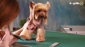 Йоркширский терьер - О породе - Как выбрать щенка?