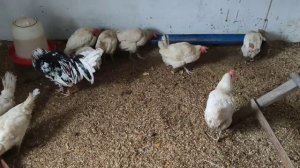 Лечение кур-несушек с птицефабрики.