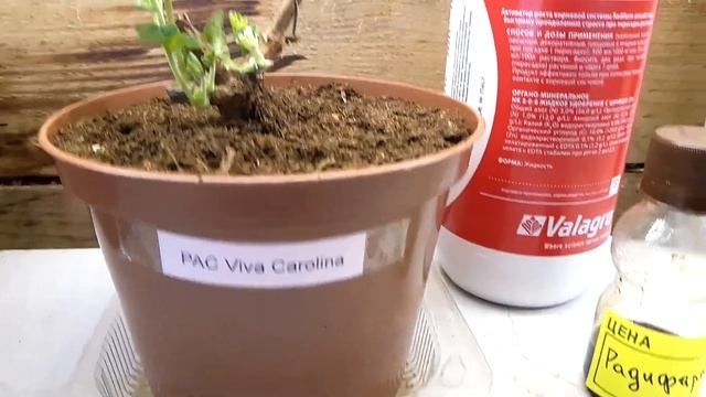 Зимовка плющелистных пеларгоний