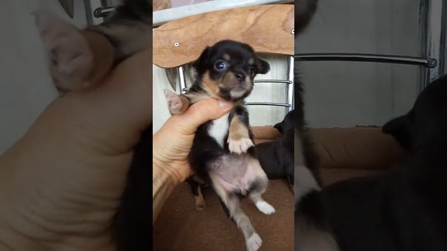 мини чишки, как выглядят в 27 дней смотреть онлайн