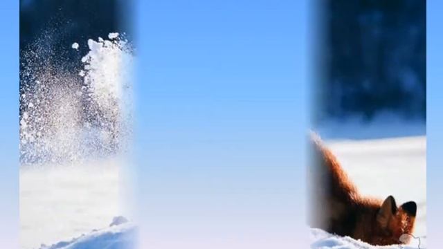 как звери зимуют смотреть онлайн