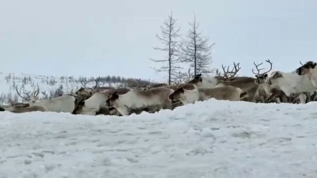 Норильск ВлогСеверный//Талнах//Миграция Оленей