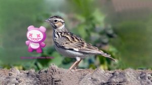 Голоса птиц Как поёт Жаворонок лесной Lullula arborea.mp4