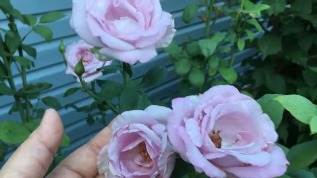 Роза Блю Мун, третья волна цветения! Сиреневое чудо! смотреть онлайн